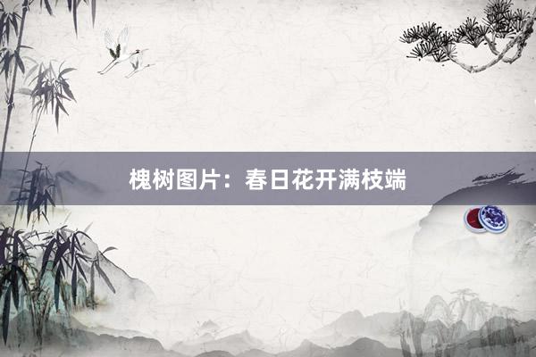 槐树图片：春日花开满枝端